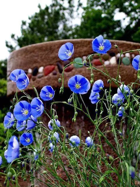 linen plant
